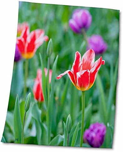 3dRose Gyönyörű dekoratív piros tulipán a zöld virágágyás - Törölköző (twl-273878-3)